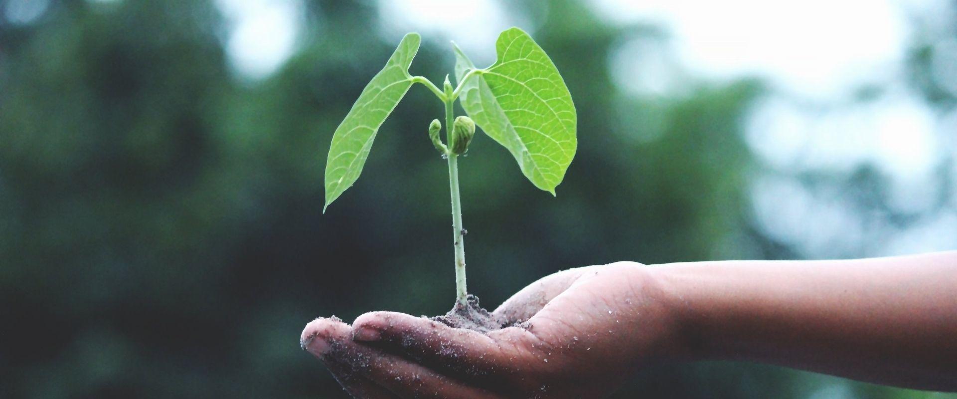 small plant held in the palm of hand